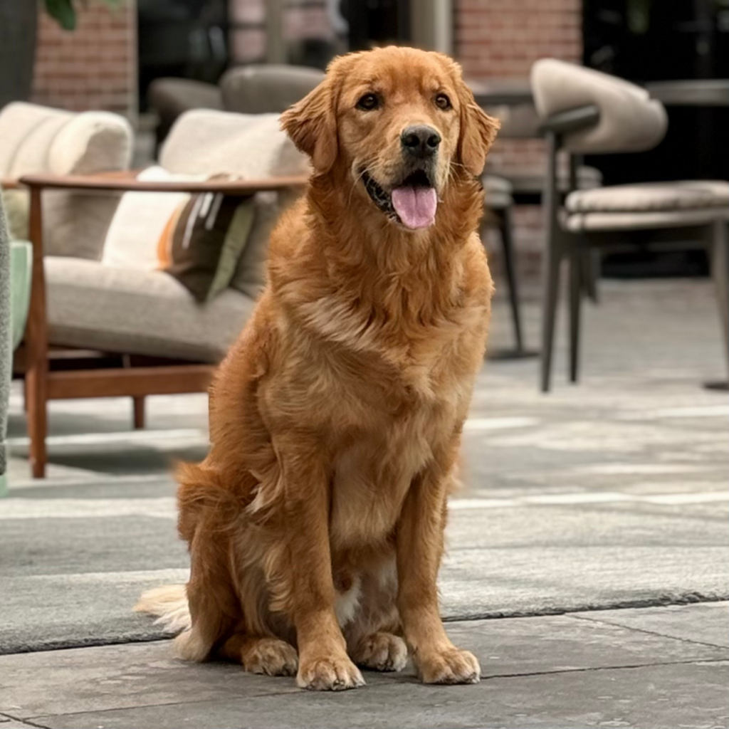 Meet the team Milo